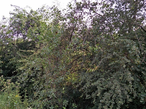 Krieken_4