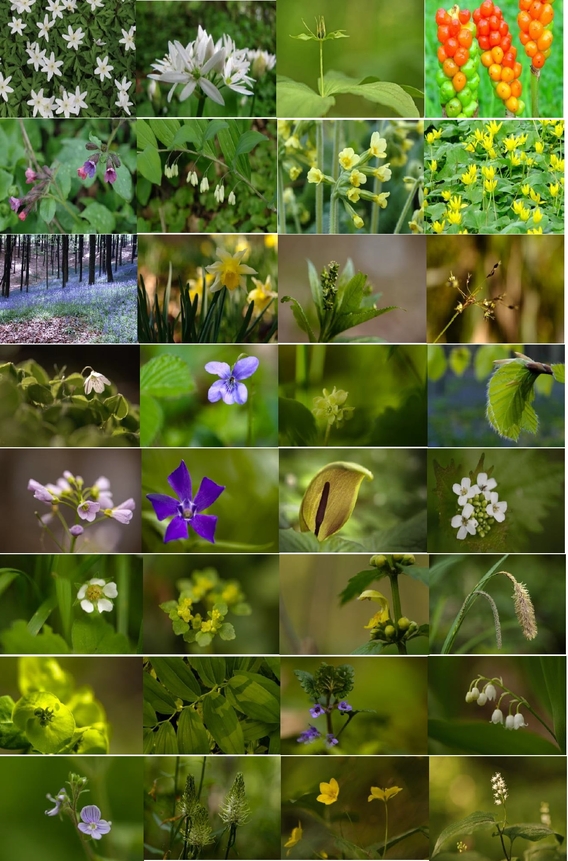 2017-05-06_natuurpunt_
