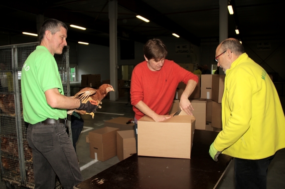 2017-05-13_bedeling_kippen__2_a