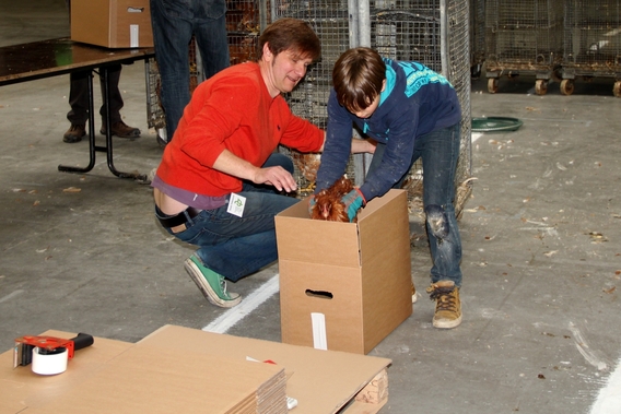 2017-05-13_bedeling_kippen__10_a