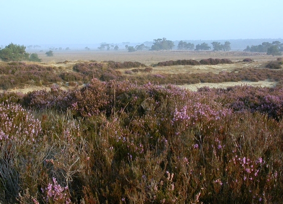 Heide