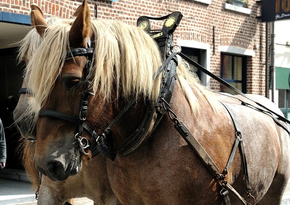 Trekpaarden