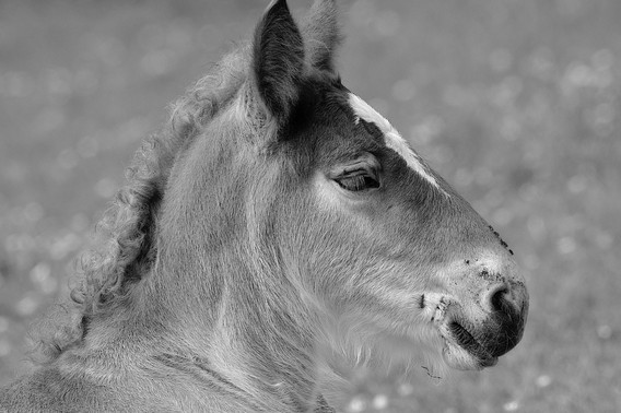 Dsc_8694__large_