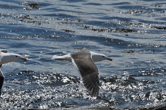 Dsc_3243_02__large_