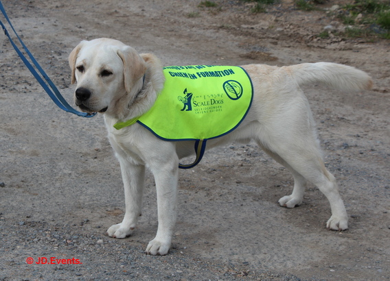 2019-03-25_blindengeleidehonden_op_bezoek__5_ab