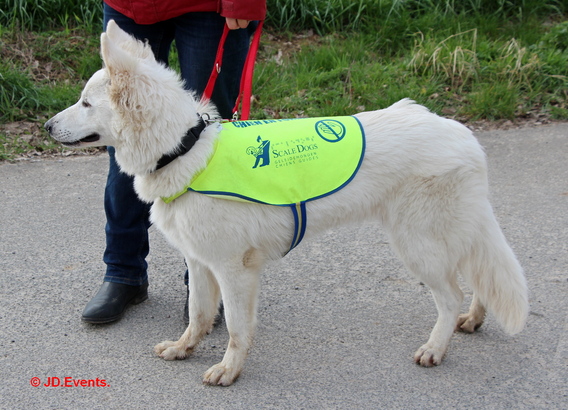 2019-03-25_blindengeleidehonden_op_bezoek__42_ab