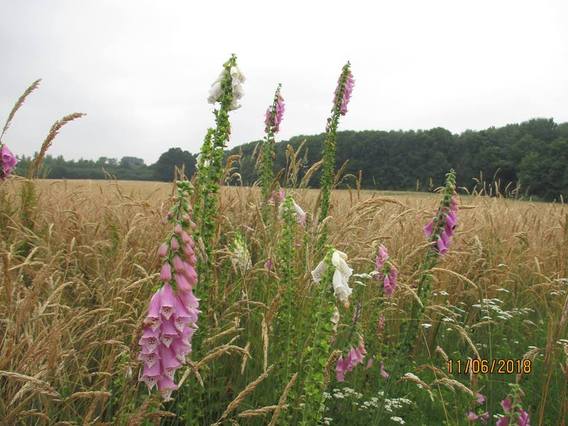 Feest_natuur