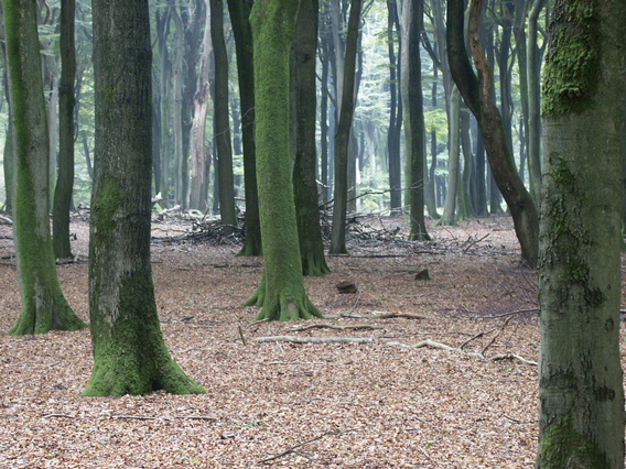Beukenbos