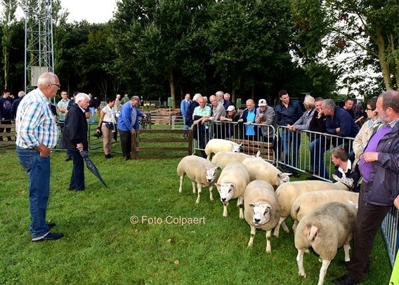 Editie_colpaert_galmaaren_schapen_1__kopie_