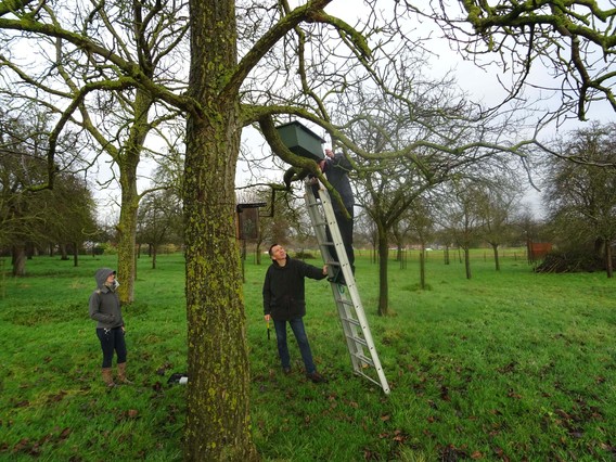 Nestkast_roosdaal