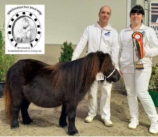 Shetland_pony_het_meerveld___2_