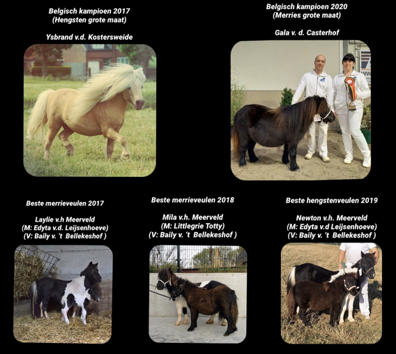 Shetland_pony_het_meerveld___1_