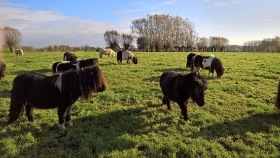 Shetland_pony_het_meerveld___3_