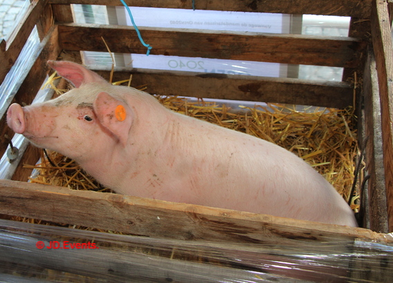 2020_19-01__sint-antoniusviering__66_ab