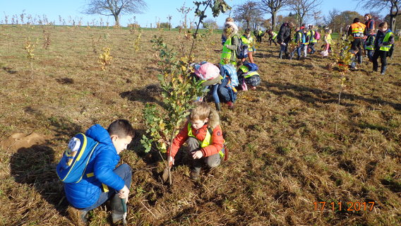 Bosplantactie_in_het_natuurgebied_koudenbergbeekvallei