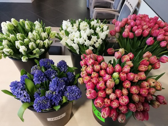Bloemen