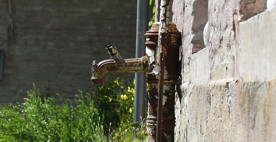 A_vogels_2
