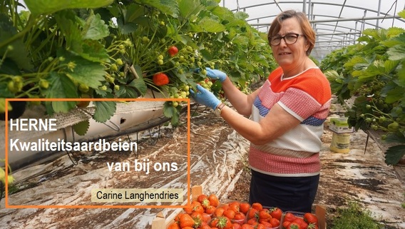 Aardbeien_langhendries_herne__5_