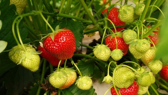 Aardbeien_langhendries_herne__2_