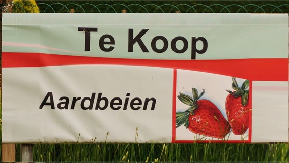 Aardbeien_langhendries_herne__4_
