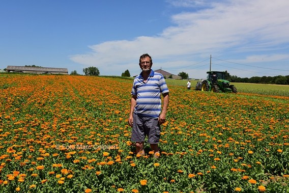 Editie_galmaarden_bloemen_2__kopie_