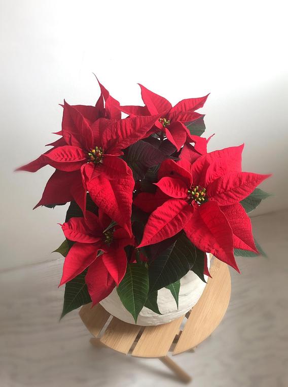 Lc-kerstroos1
