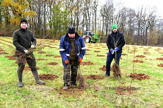 Editie_galmaarden_bomen_planten_2__kopie_