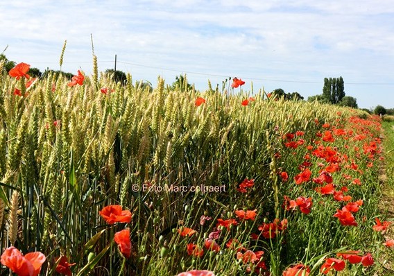 Editie_colpaert_bloemen__kopie_