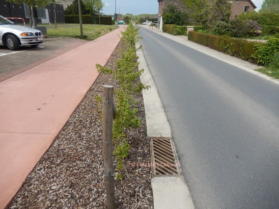 Editie_gooik_processiestraat_haag_2__kopie_