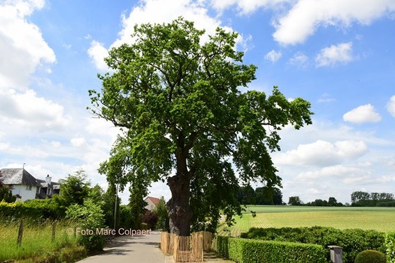 Editie_lennik_eik_boom_2__kopie_