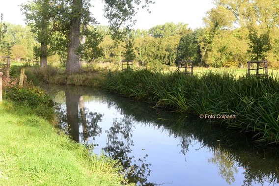 Editiepajot_bomen_markvallei__kopie_