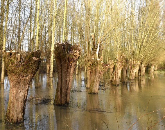 Foto_colpaert_landschap_1__kopie_