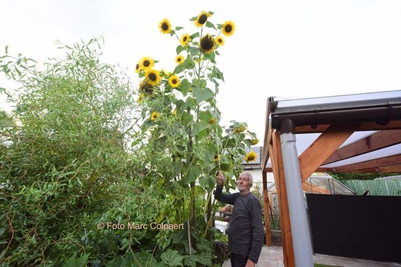 Editie_galmaarden_freddy_bellemans_zonnebloemen_2__kopie_