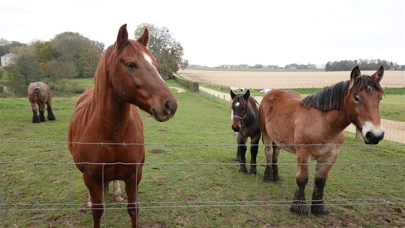 Kreogentocht_wbh_2021__9a_