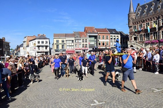 Editie_geraardsbergen_processie_1__kopie_