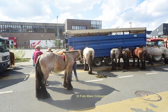 Editie_ninove_braderie_6__kopie_