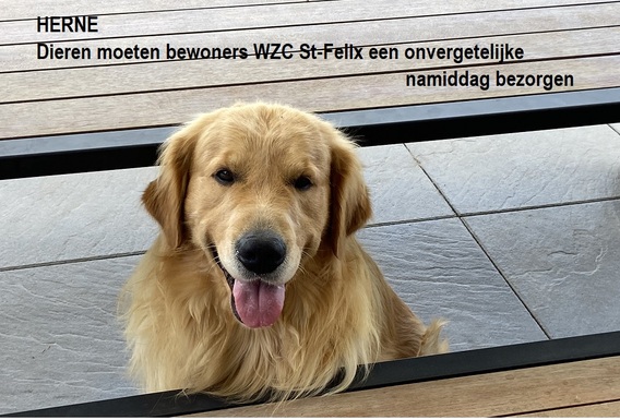 Dieren_moeten_bewoners_wzc_st-felix_een_onvergetelijke_namiddag_bezorgen