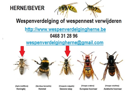 Wespenverdelging