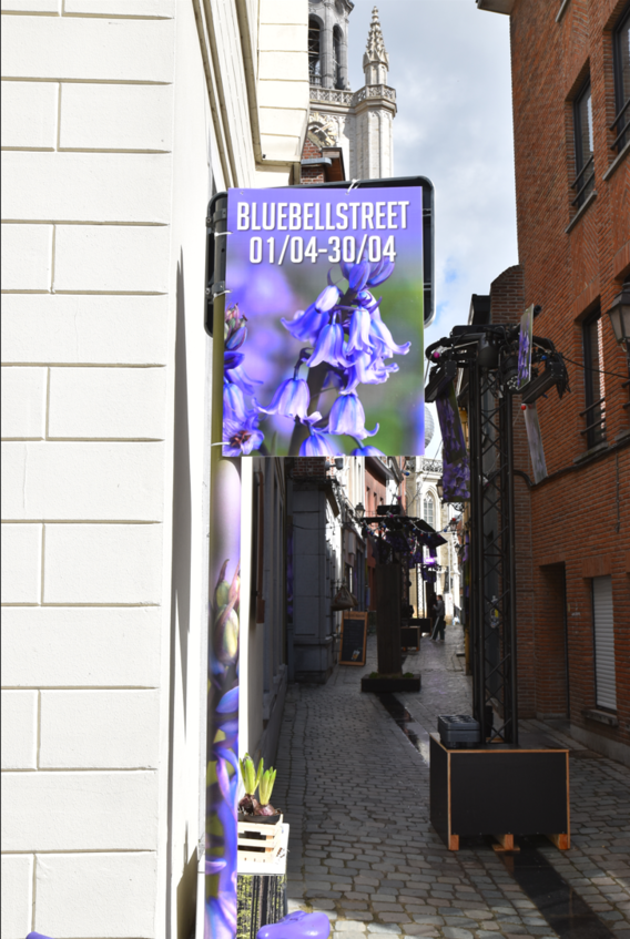 Bluebellstreet_1