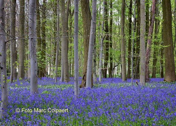 Editie_lennik_blauwe_bloemen_2__kopie_