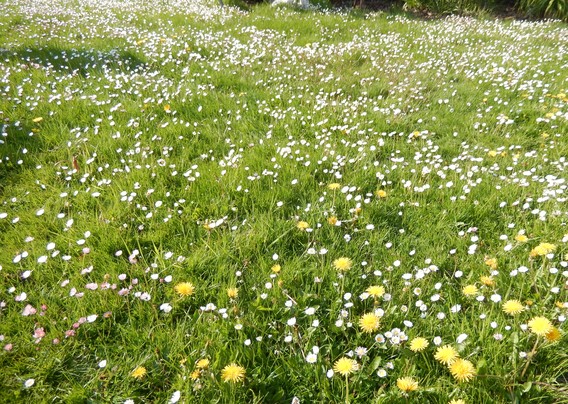 Bloemen_madeliefjes