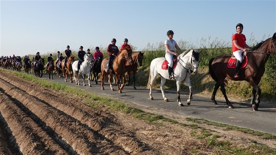 Paardenprocessie_2023_selectie_ep___27_