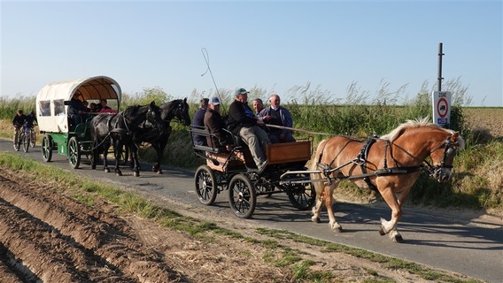 Paardenprocessie_2023_selectie_ep___30_