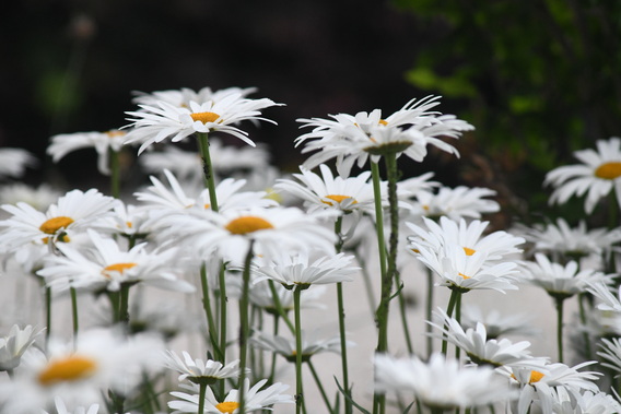 Tentoon_natuur_bloemen