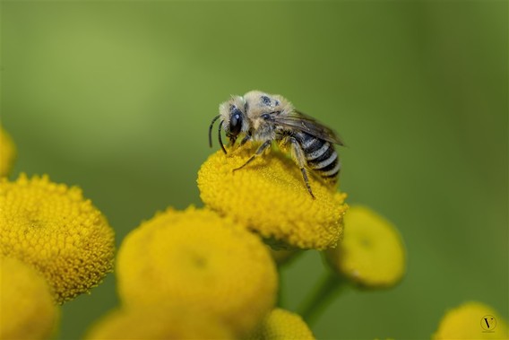 Fotografie_c__4_