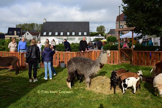 Editie_gooik_jaarmarkt_7__kopie_