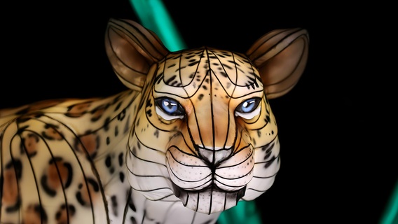 Leopard_-_close_up__1_