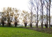 Colpaert_foto_wilgen_1__kopie__nieuwsbrief