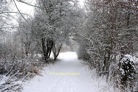 Editie_galmaarden_sneeuw_4__kopie_