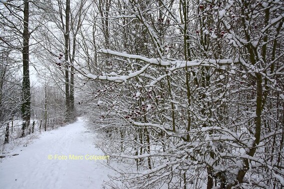 Editie_galmaarden_sneeuw_3__kopie_